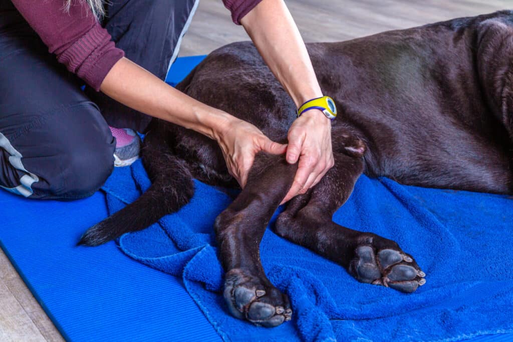 Cane in terapia per un ginocchio infortunato