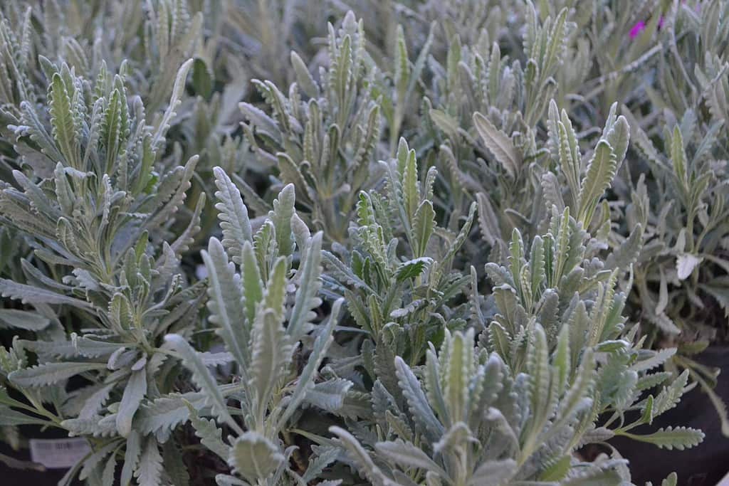 Foglie di lavanda sfrangiate (Lavandula dentata)