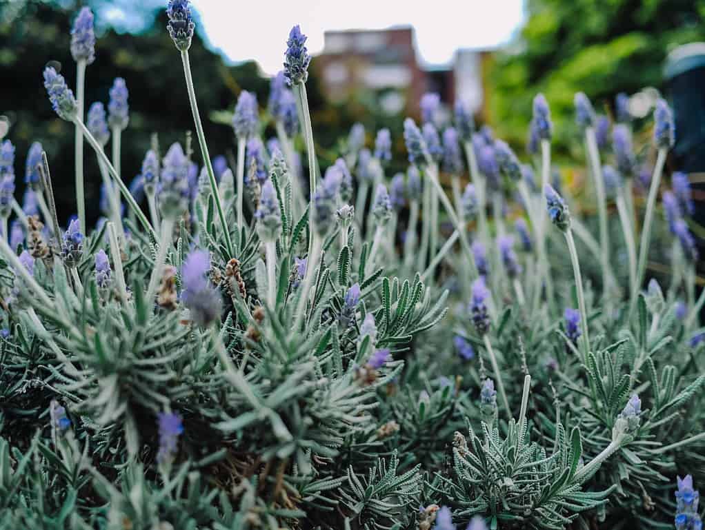 Fiore viola selvatico di lavandula lanata sotto il sole nel cortile