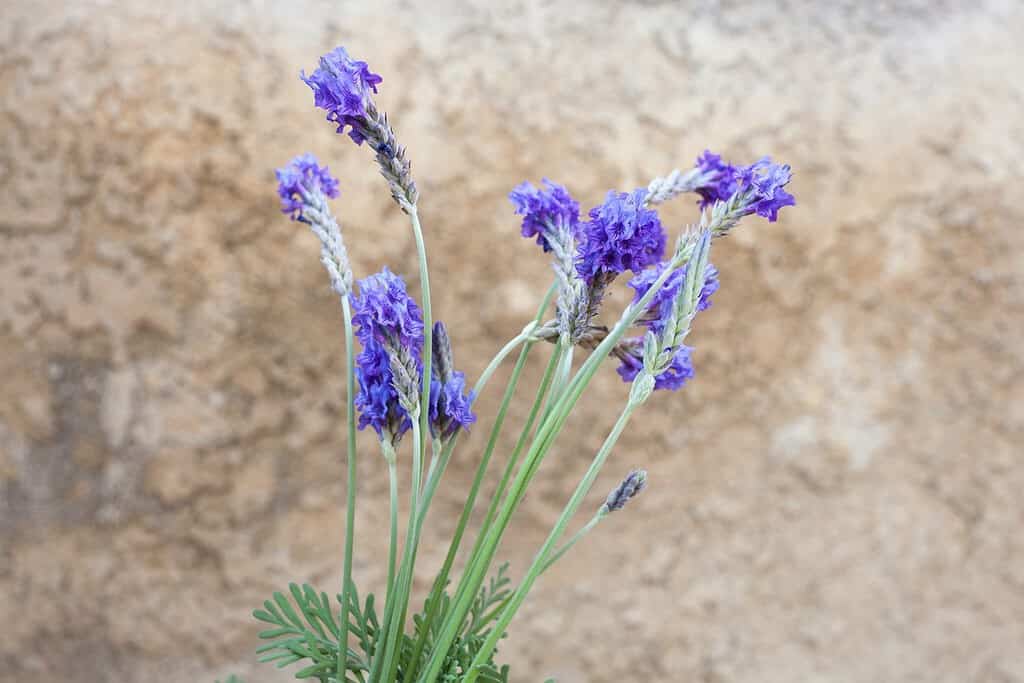 Fiori di lavanda di foglie di felce