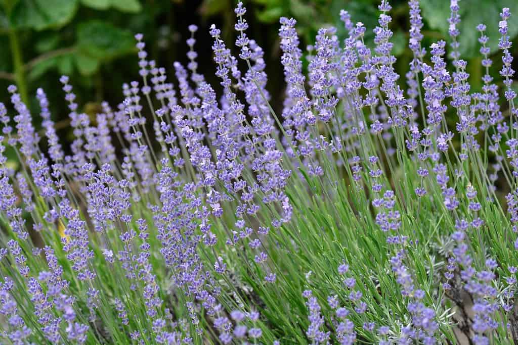 Fiori di lavanda a foglia larga - nome latino - Lavandula latifolia