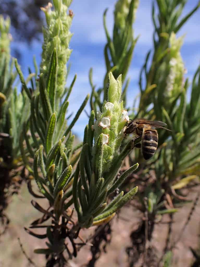 Lavandula viridis a Pulo do Lobo nella valle di Gwadiana in Portogallo