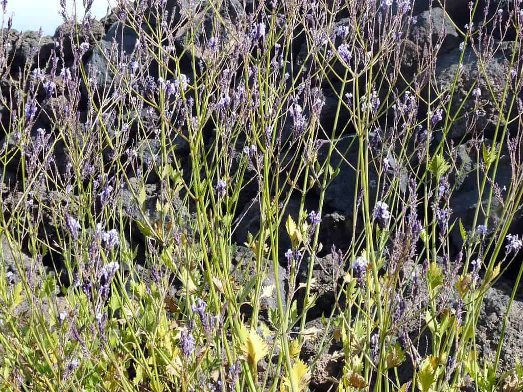 Chã das Caldeiras (isola di Fogo, Capo Verde): Lavandula rotundifolia, espèce endémique