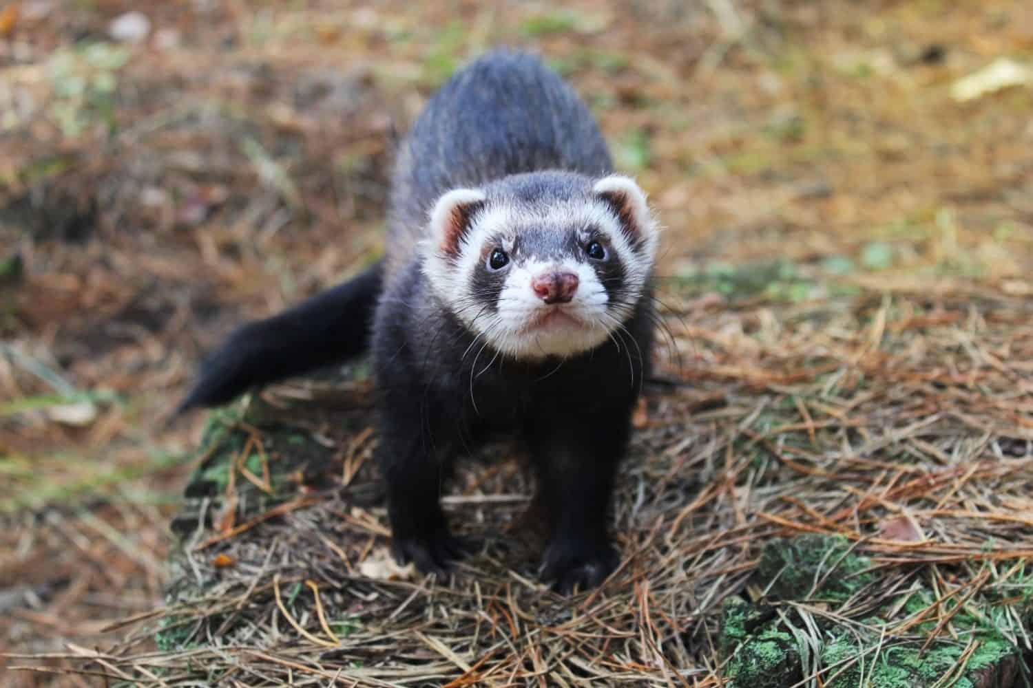 Furetto (Mustela putorius furo) durante la passeggiata autunnale