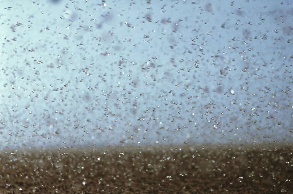 Gli sciami di locuste migrano quindi attraverso vaste aree causando la distruzione quasi completa di tutta la vegetazione verde, in particolare delle colture agricole.