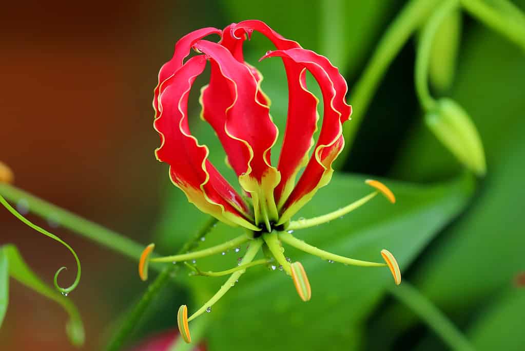 Gloriosa Superba o Giglio rampicante