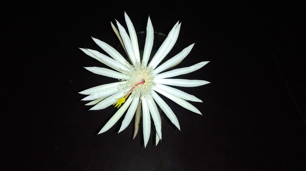 Fiore della regina della notte (Epiphyllum oxypetalum - fiore di Kadupul)