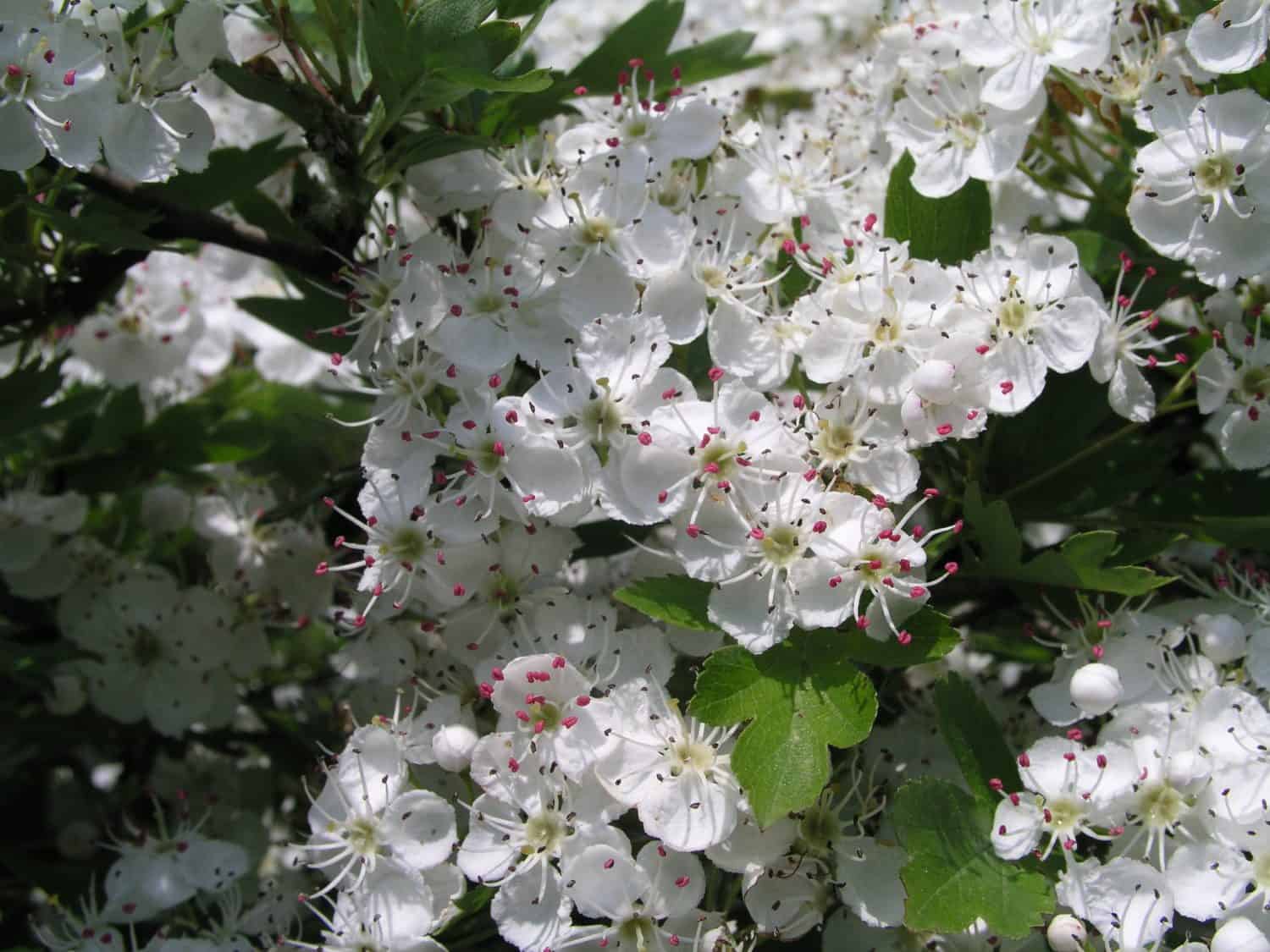 Crataegus in fiore, biancospino, stramonio, albero di maggio, biancospino o biancospino bellissimi fiori bianchi.  C. coccinea, C. punctata, C. ambigua e C. douglasii