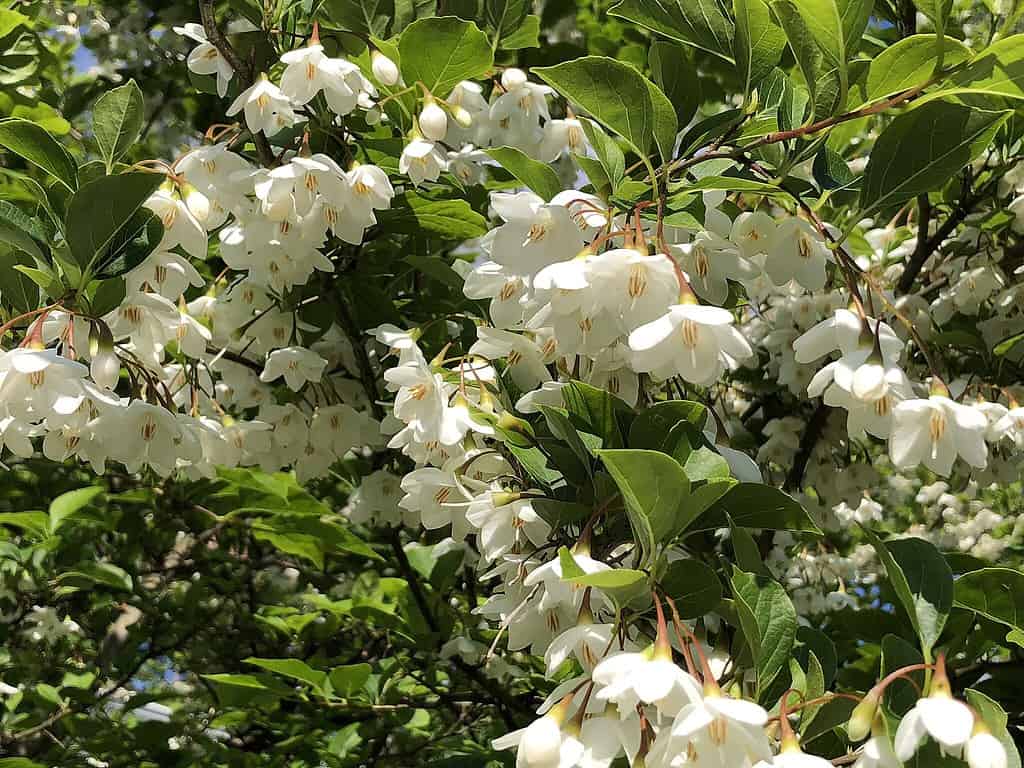 Fioriture di campanule giapponesi