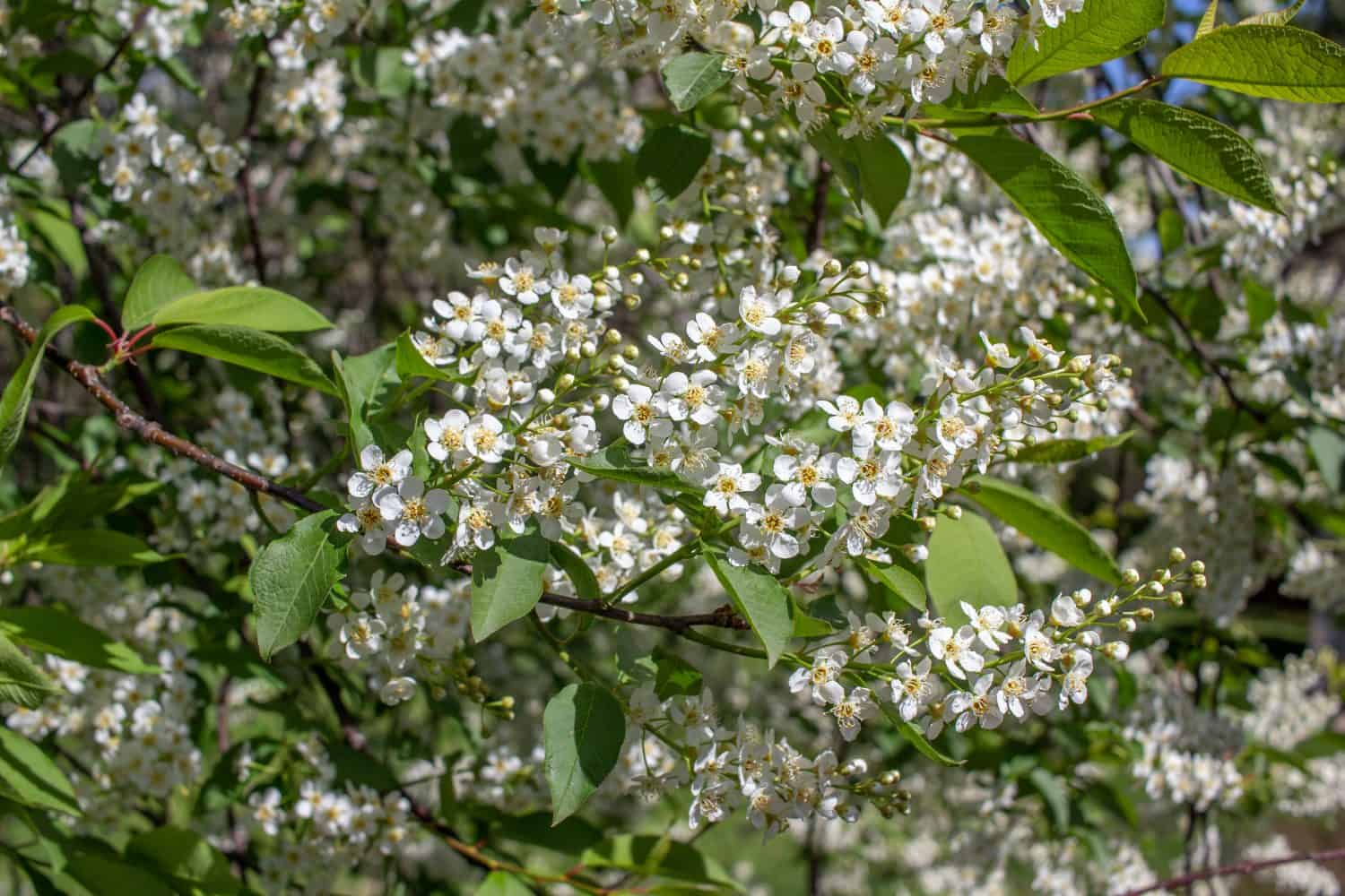 Vista ravvicinata dei fiori bianchi emergenti su un albero di chokecherry rosso canadese in primavera