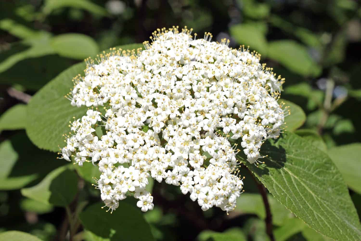 Viburnum lantana, il viandante o albero del viandante, è una specie di Viburnum, originaria dell'Europa centrale, meridionale e occidentale