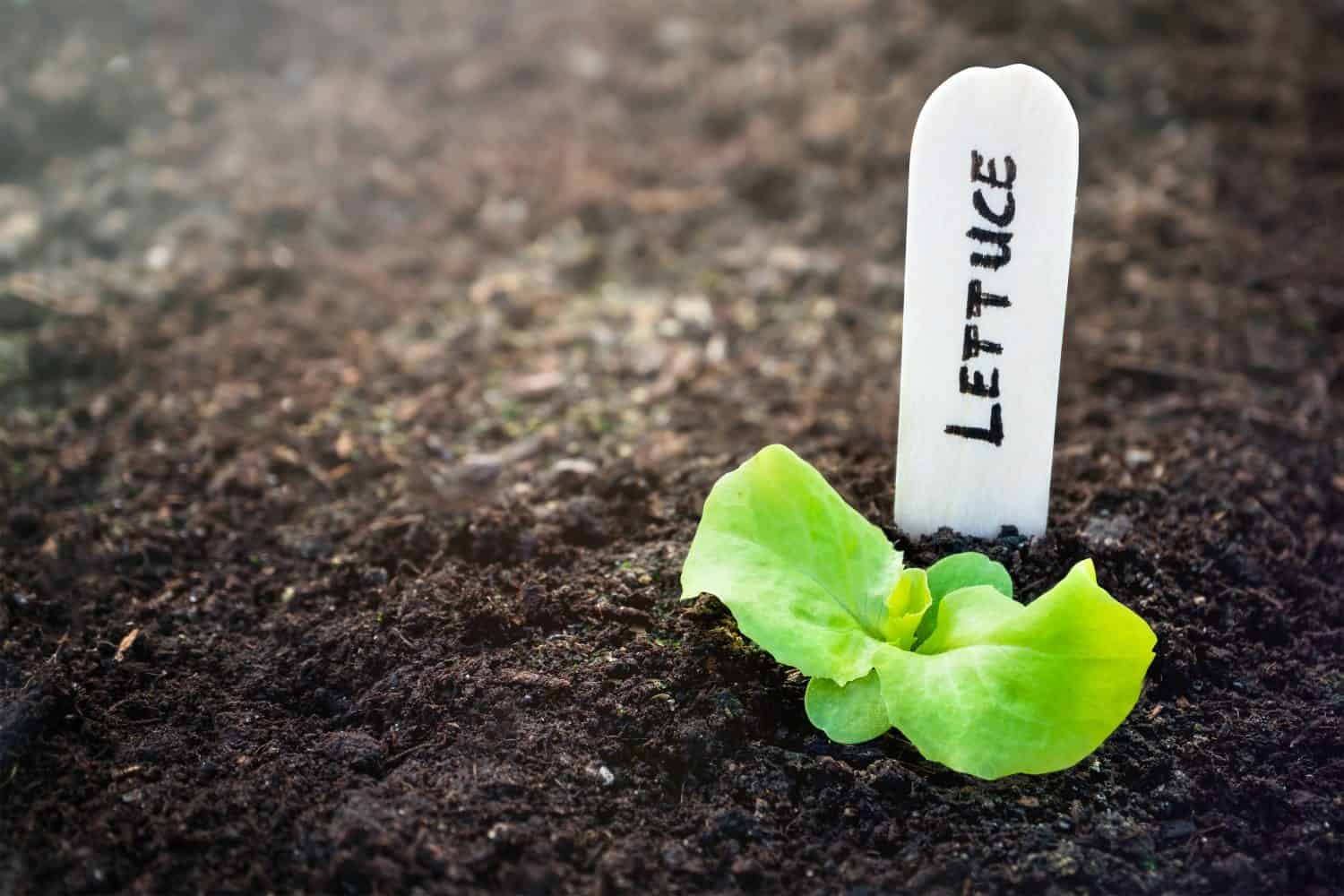 Piantina di pianta di lattuga appena emersa con targhetta in legno.  circondato dal suolo.  Lattuga cavolo cappuccio (Lactuca sativa).  Avvicinamento.  La pianta vegetale è iniziata dal seme.  Copia spazio. 