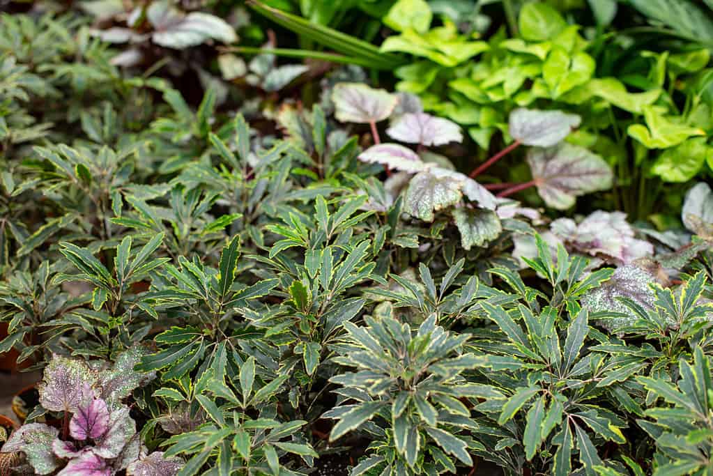 Plerandra elegantissima anticamente chiamata Schefflera e Dizygotheca, pianta arborea sempreverde.  Piante da interni in vasi da fiori, sfondo con messa a fuoco selettiva