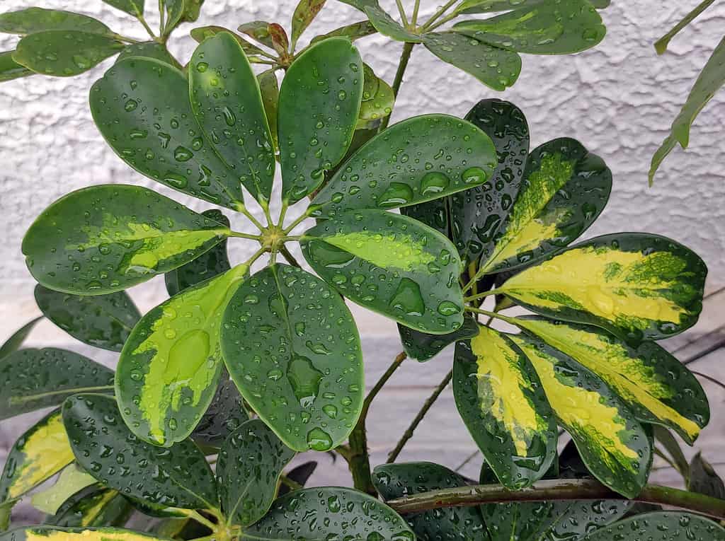schefflera, pianta d'appartamento a ombrello nano da vicino