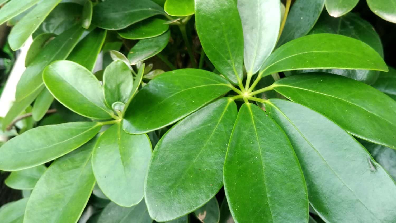 Pianta dell'ombrello (Schefflera heptaphylla) o pianta dell'edera.  In Indonesia è conosciuta come pianta Walisongo.