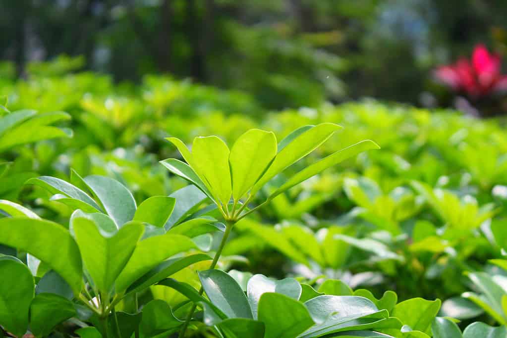 Foglia di Schefflera Arboricola