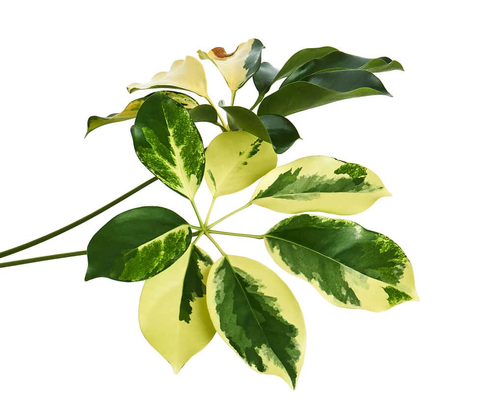 Fogliame variegato di Schefflera "Gold Capella", foglia tropicale esotica, isolata su sfondo bianco con tracciato di ritaglio