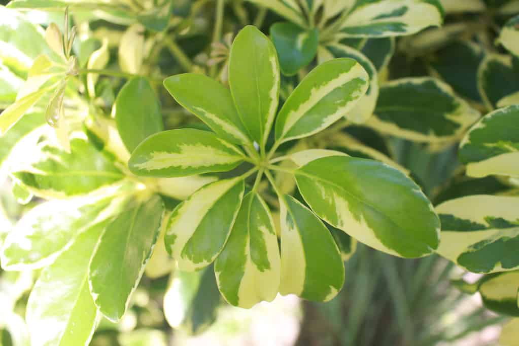 Piante Schefflera Arboricola Janine o Albero Ombrello