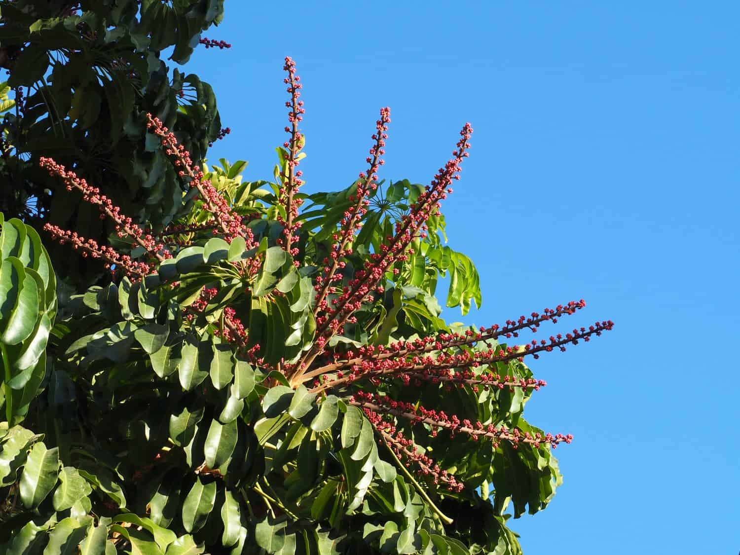 Fiori e foglie dell'albero di polpo (Schefflera actinophylla) sul fondo del cielo blu.