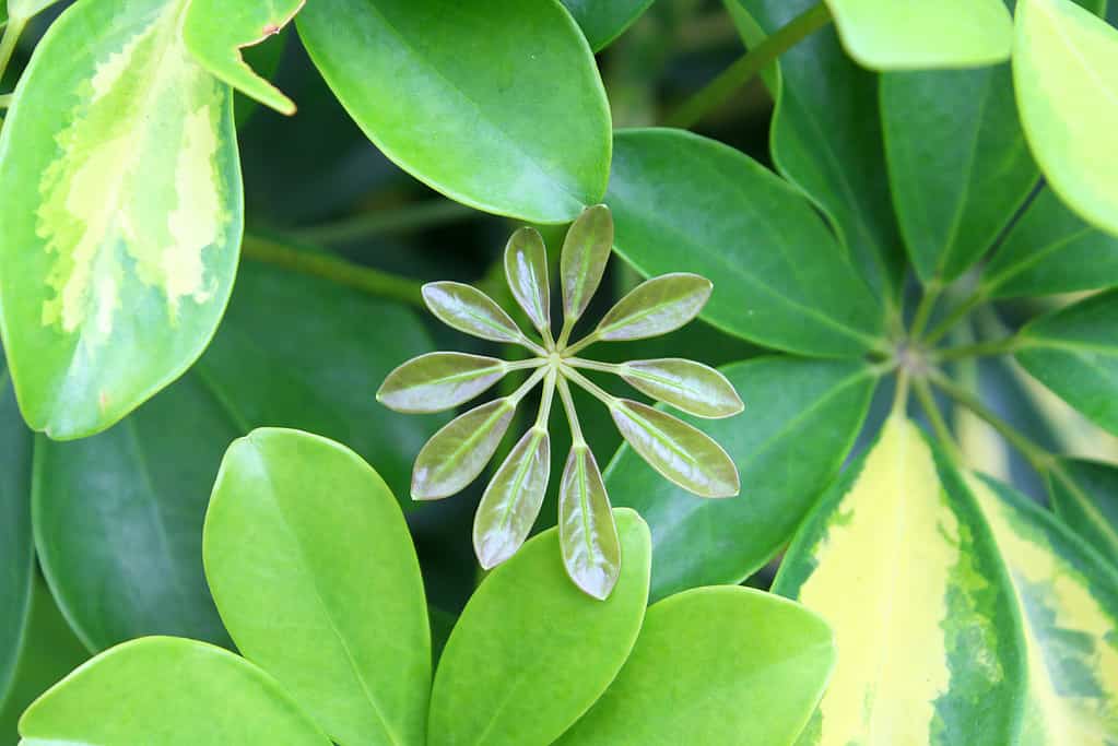 foglia giovane di Schefflera Arboricola