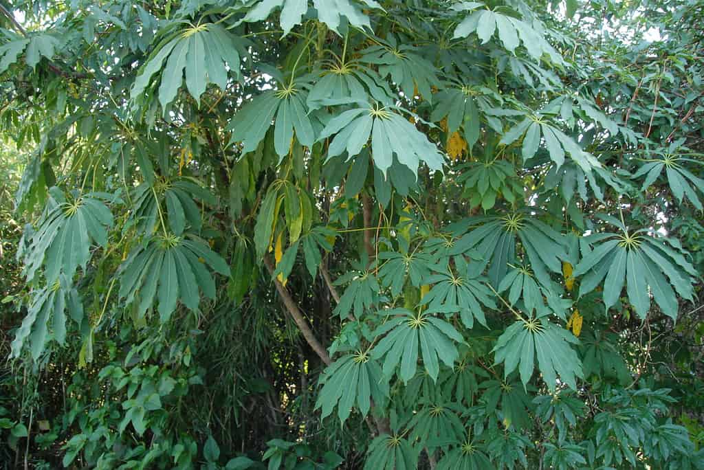 Schefflera taiwanese