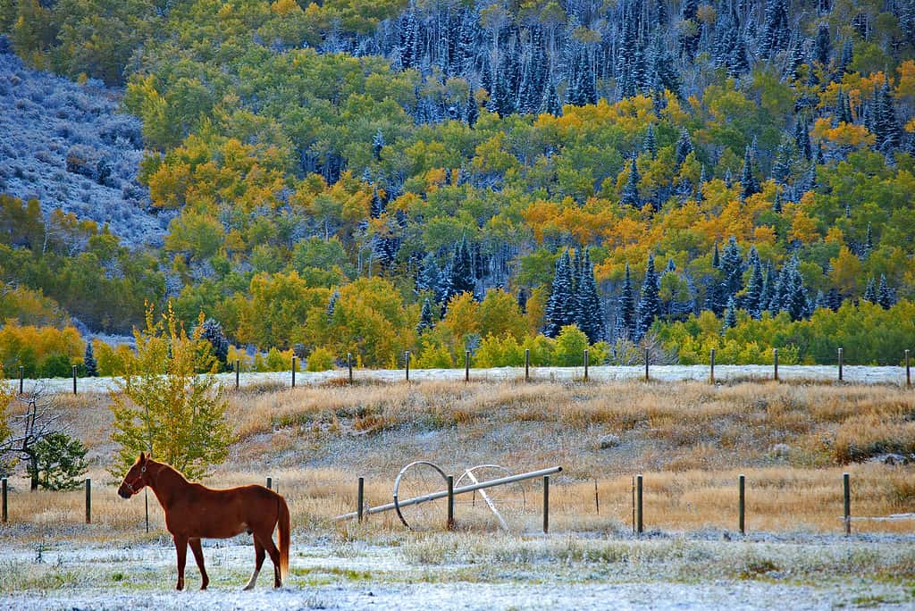 Idaho, agricoltura, fauna selvatica, pioppo tremulo, autunno