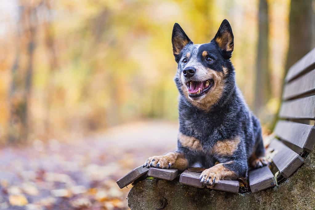 Bovaro australiano nell'erba