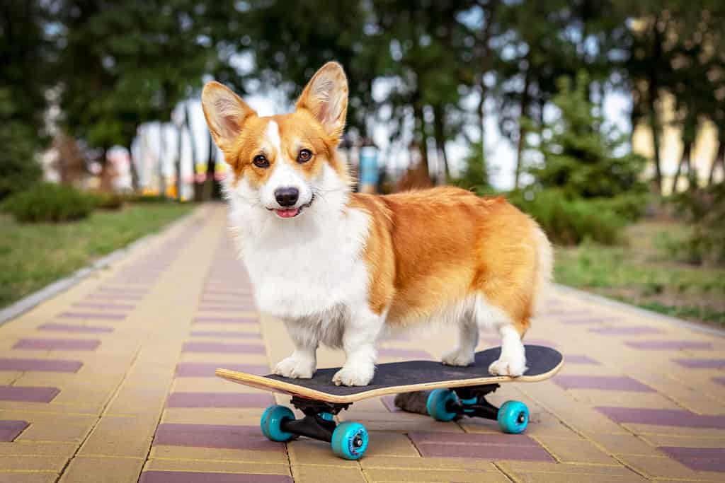 simpatico cane dai capelli rossi pembroke welsh corgi in piedi su uno skateboard per strada per una passeggiata estiva nel parco