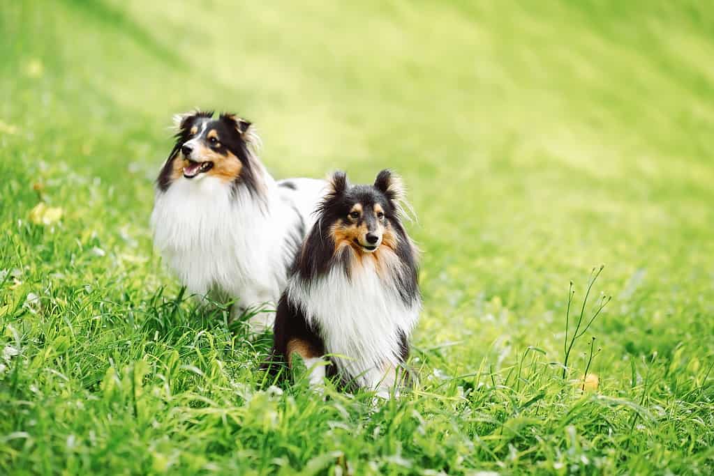 ritratto di due amici felici cani cucciolo e Shetland Sheepdog