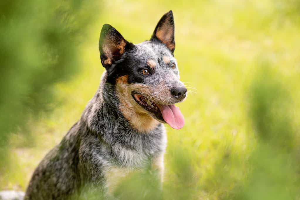 Heeler blu del bovaro australiano