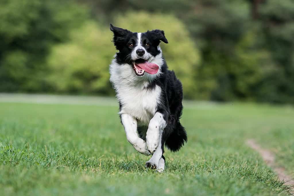 Collie di bordo bianco e nero che corre sull'erba verde