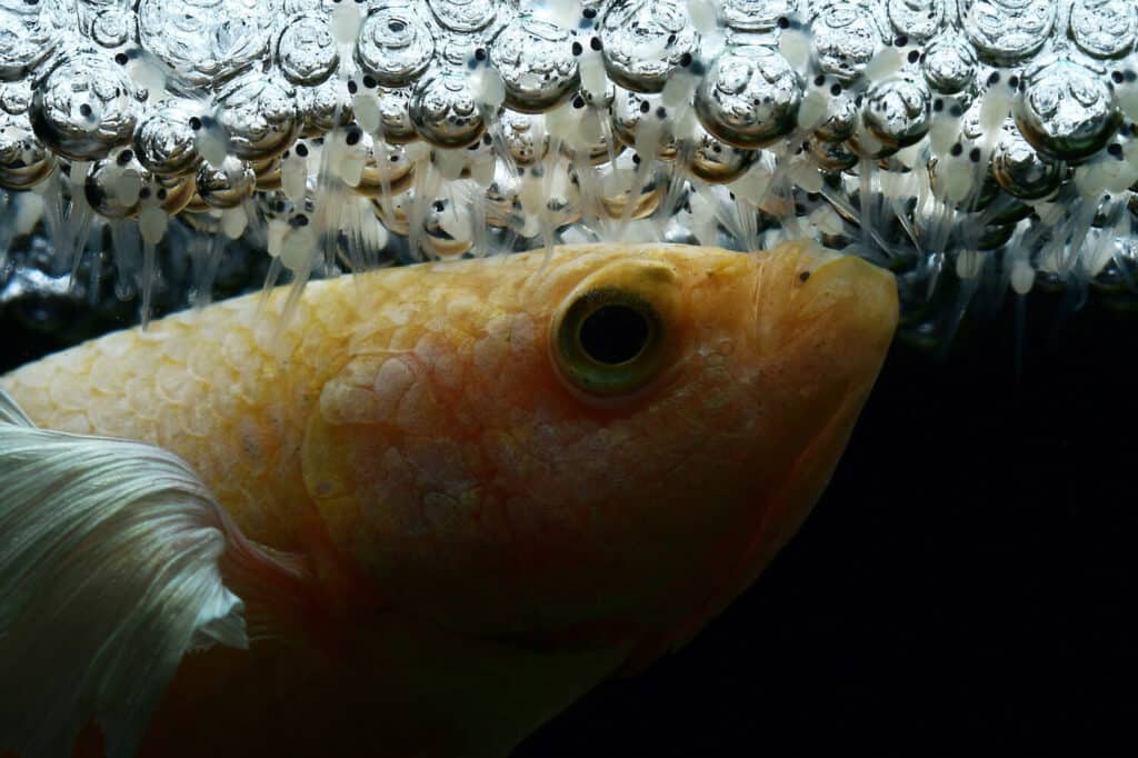 Un pesce combattente maschio siamese, betta splendens, che protegge le patatine appena schiuse vicino al nido di bolle.  Abbi cura di te, pesciolino