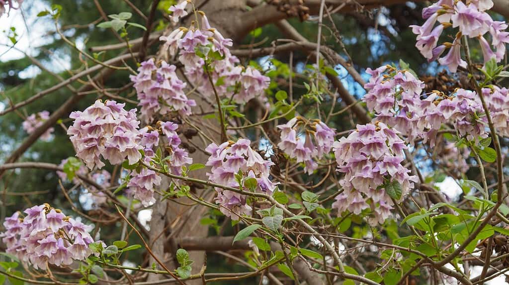 Albero di Paulownia elongata con fiori viola chiaro.  Sui rami della Royal Paulownia fiori rosa pastello con macchie viola.  Imperatrice o albero del drago, pianta decidua della famiglia delle Paulowniaceae.