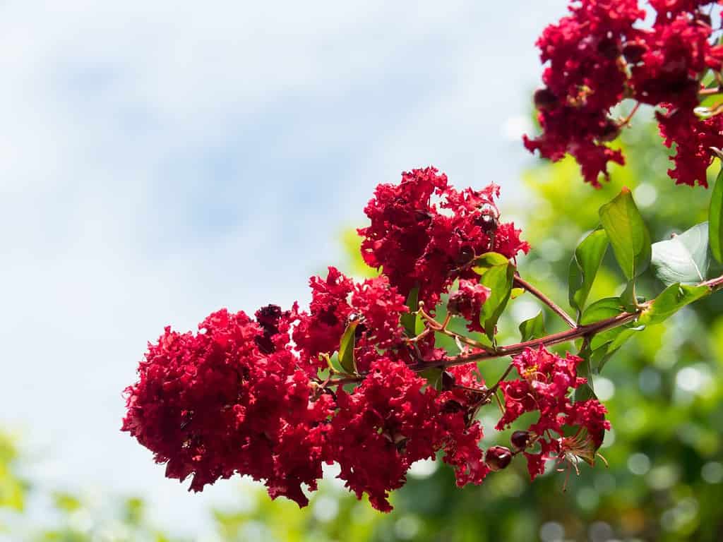 Fiori di mirto di crespo rosso della dinamite sul fondo della natura.