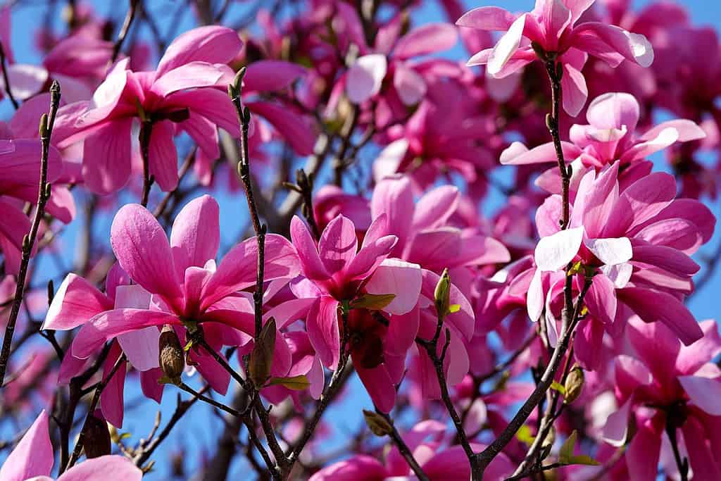 Fiori rosa freschi su Ann Magnolia Tree, fioritura primaverile nel parco, macro, sfondo azzurro.
