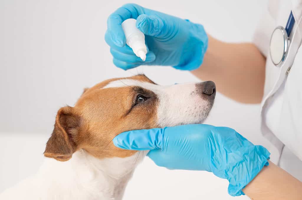 Veterinario femminile che gocciola colliri al cane jack russell terrier su sfondo bianco.