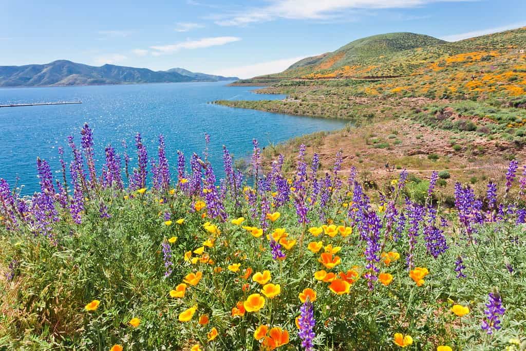 La super fioritura dei fiori selvatici della California al Diamond Valley Lake nella contea di Riverside, uno dei posti migliori per vedere papaveri, lupini e altri fiori selvatici colorati