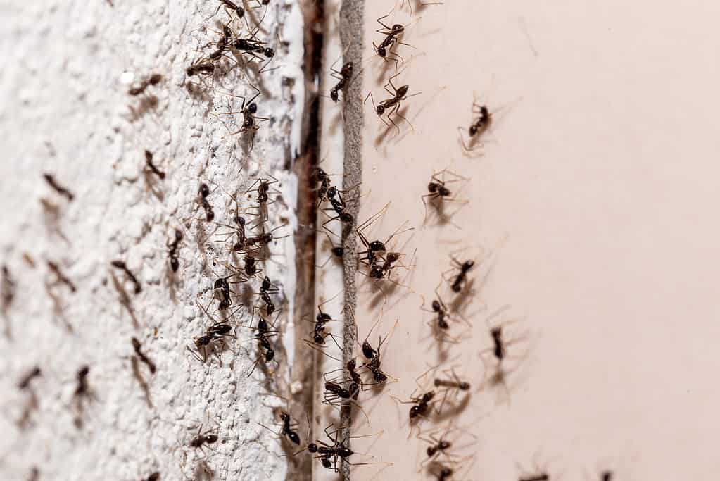 insetti sul muro, che escono attraverso la fessura nel muro, dolce infestazione di formiche all'interno