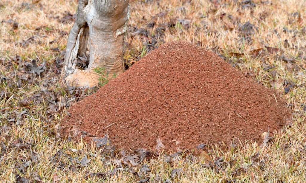  Il bicarbonato di sodio uccide le formiche del fuoco?  4 cose importanti da sapere prima di usarlo
