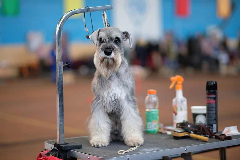 Uno schnauzer nano su un tavolo da toelettatura per cani accanto a cosmetici e strumenti per la toelettatura è fuori fuoco.