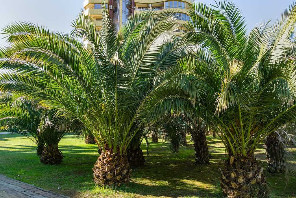 Foglie di lusso della bellissima palma Palma da dattero delle Isole Canarie (Phoenix canariensis) nel parco cittadino di Sochi.  Bellissimo paesaggio esotico per qualsiasi design.  con palme grandi e giovani.
