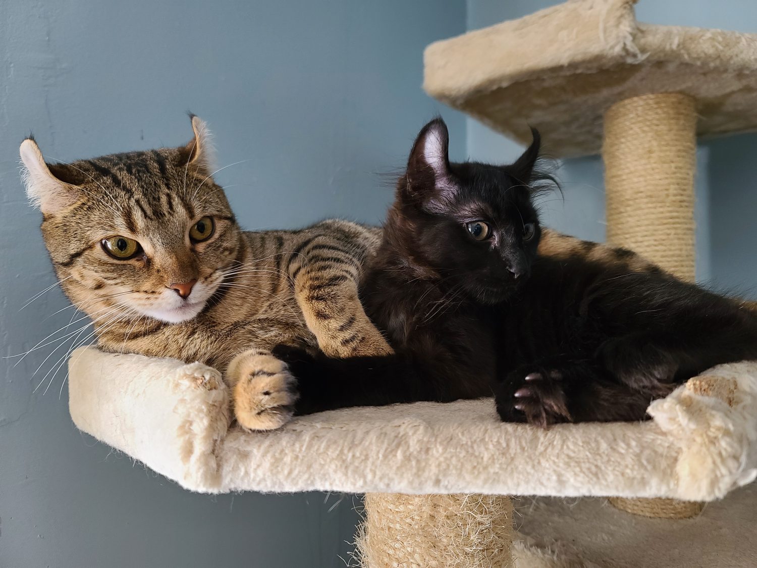 Due gattini highlander rannicchiati insieme su una torre per gatti.  Il gatto più giovane è tutto nero e il gatto più vecchio è marrone e a strisce nere.