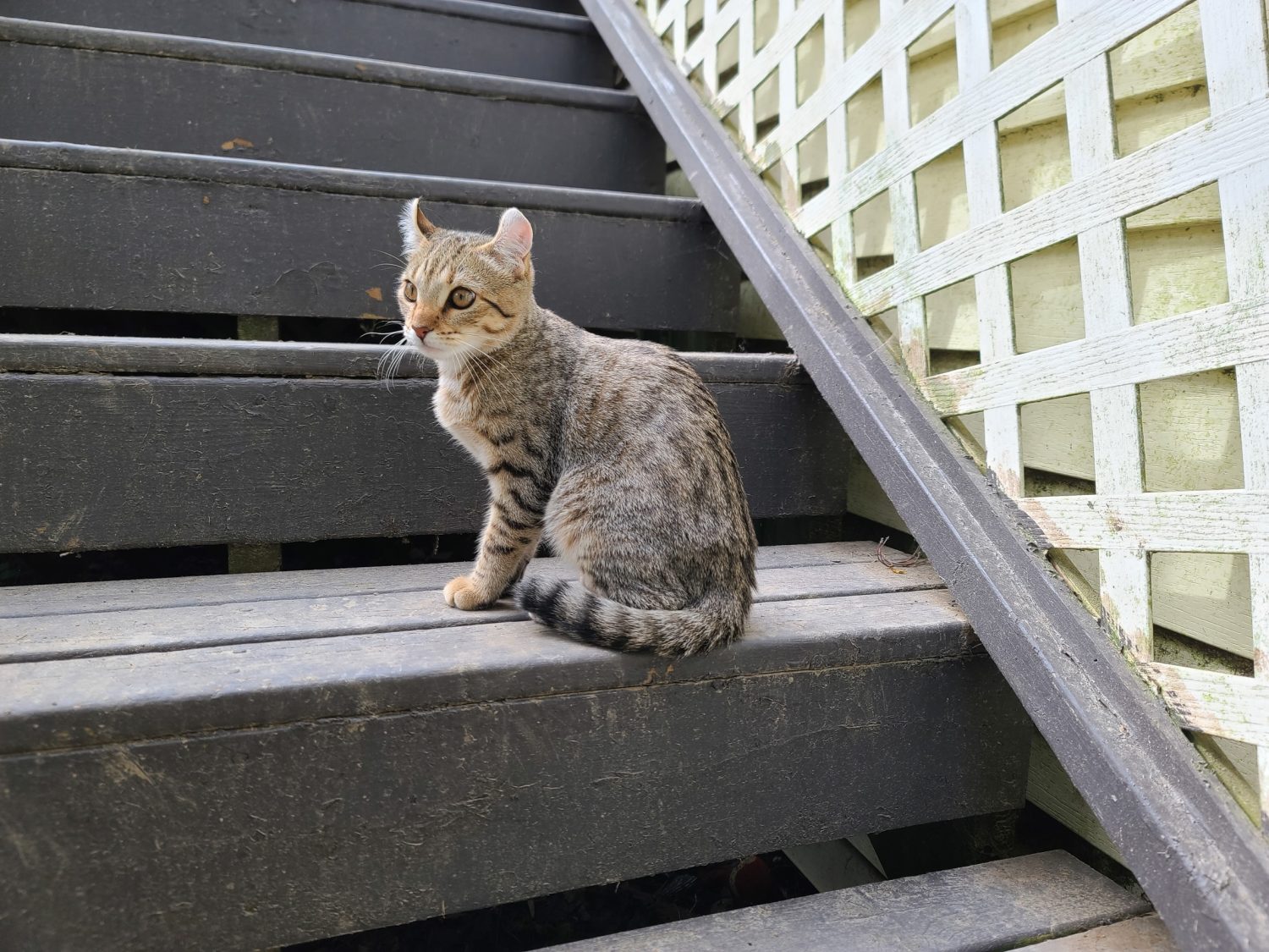 Un gattino highlander seduto su una scala.