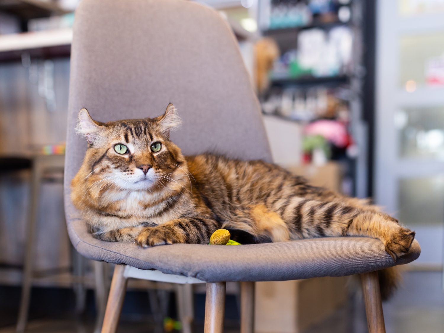 Vista con messa a fuoco selettiva del gatto Highlander dall'aspetto serio sdraiato su una sedia all'interno