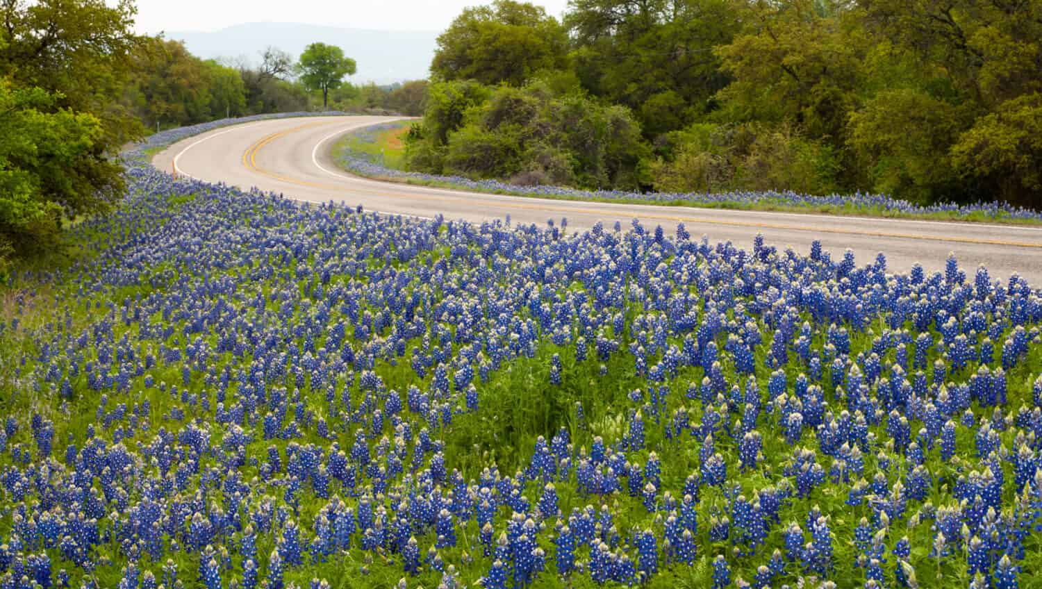 Gli 11 posti migliori per vedere i Bluebonnets in Texas (edizione 2024)
