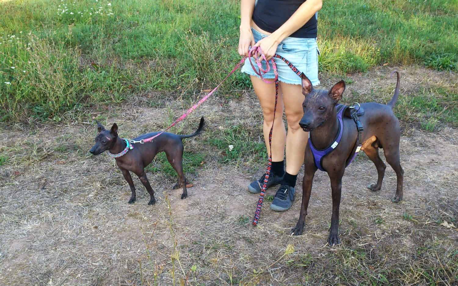 xoloitzcuintli mini e perro sin pelo del peru grande, piccolo cane messicano senza peli e grande cane peruviano senza peli