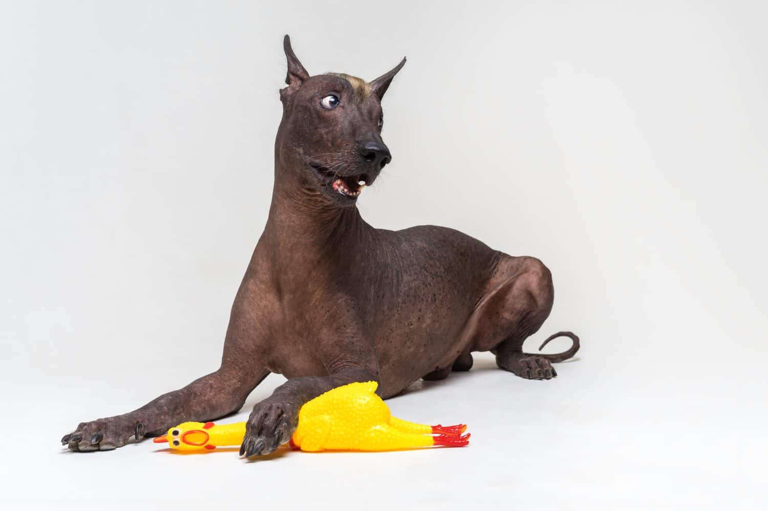 divertente cane messicano senza peli, xoloitzcuintli, giace su uno sfondo grigio, con in mano un giocattolo di gomma gialla di un gallo con una zampa.  Cambia il simbolo dell'anno animale