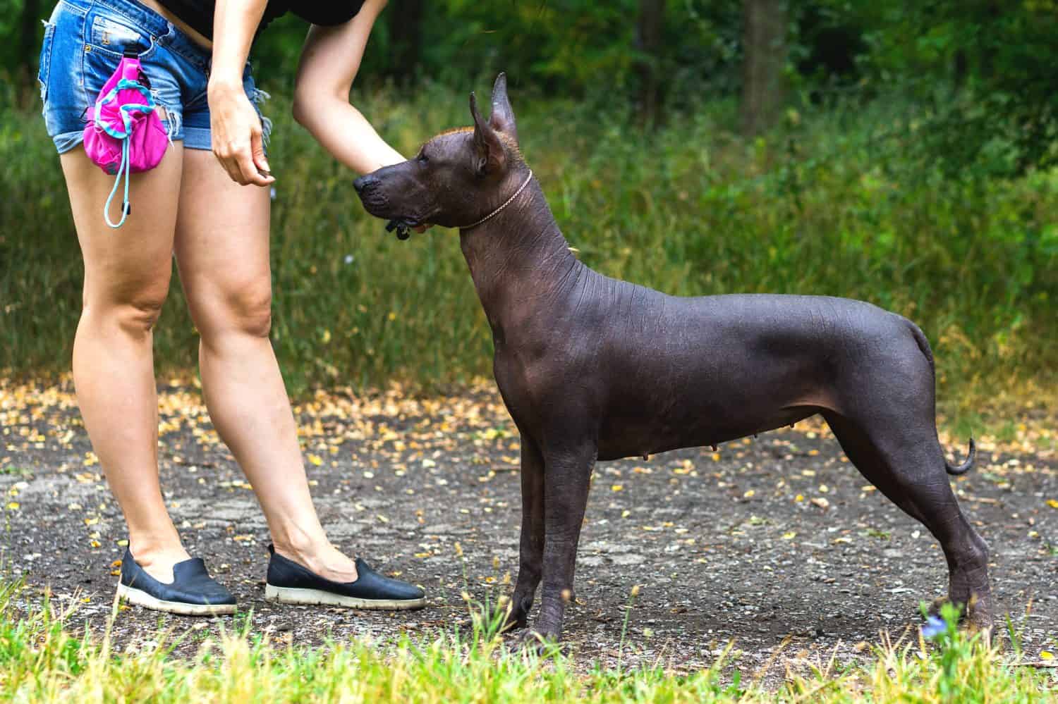 Addestramento del cane senza pelo messicano (xoloitzcuintle, Xolo) (comando in piedi)