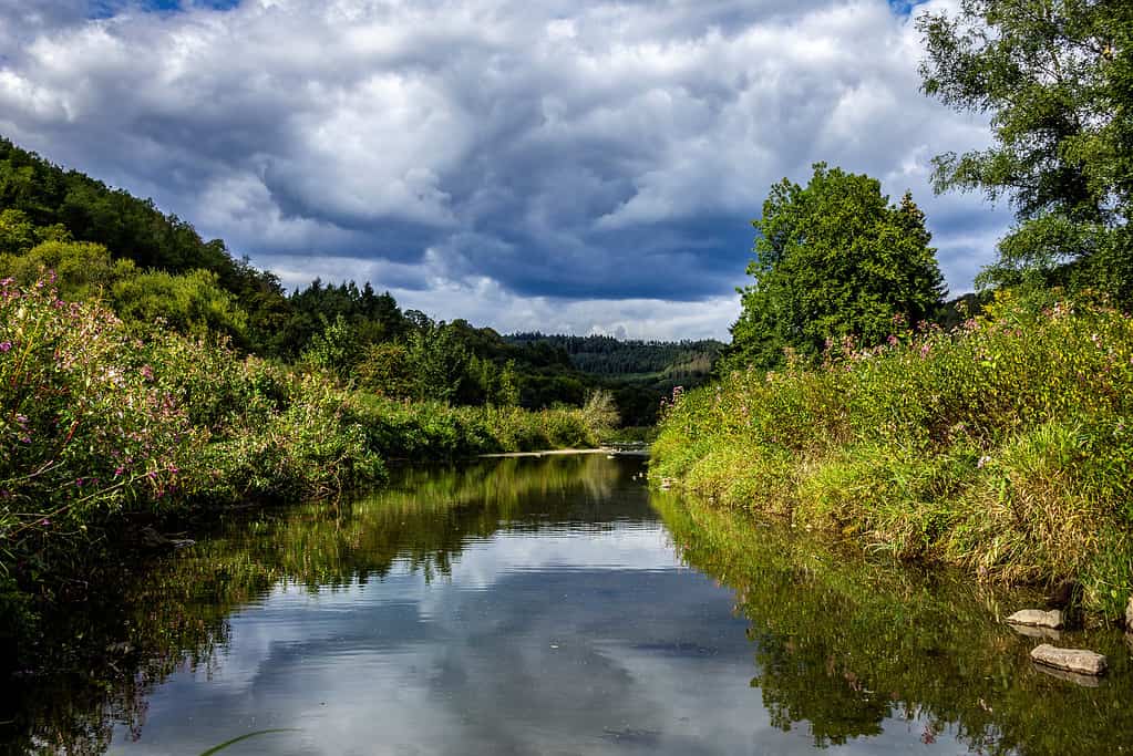 Un ritratto di una parte del fiume Semois a Vresse-Sur-Semois nelle Ardenne belghe.  Sopra c'è un cielo nuvoloso e lunatico, con vegetazione che cresce sull'acqua ed è circondato da una foresta.