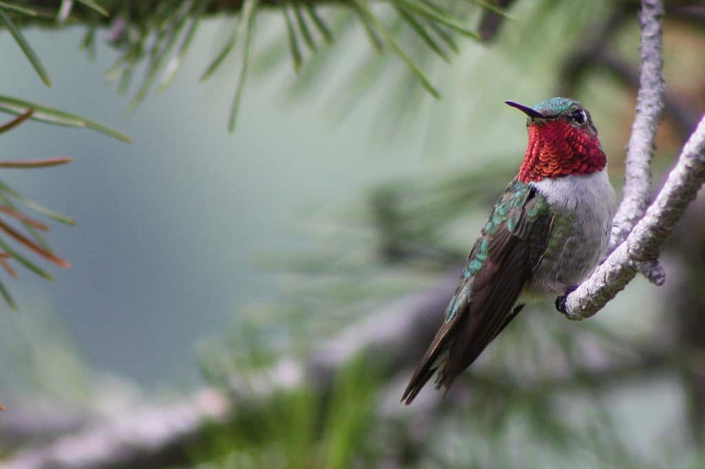 Un colibrì maschio dalla coda larga si è appollaiato su un ramo